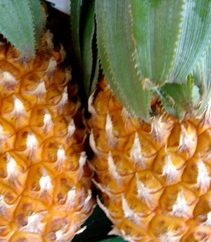 Ananas