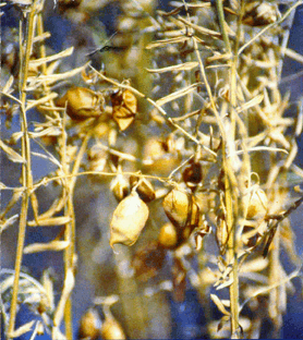 LENTILLE BLONDE DE LA PLANÈZE