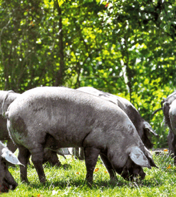 PORC NOIR DE BIGORRE