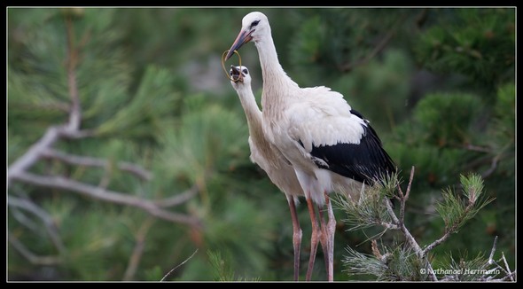 La petite madeleine de Marie-Victoire: Fumier de cigogne