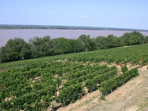 vignes en Côtes de Bourg