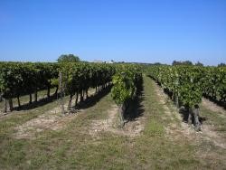 Fiefs Vendées et Gros Plan: deux nouvelles AOC en Val de Loire