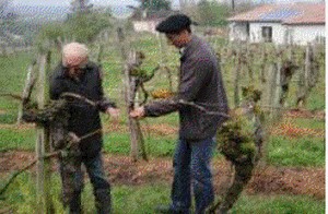Une vigne inscrite aux monuments historiques : une première en France