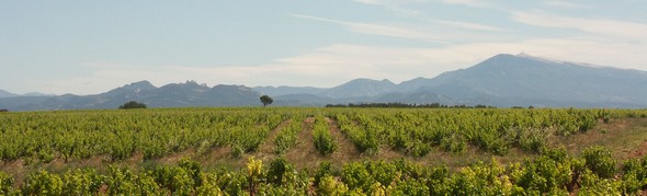 «Châteauneuf du Pape» et «Tavel»: Deux vignobles «phares» de la Côte du Rhône