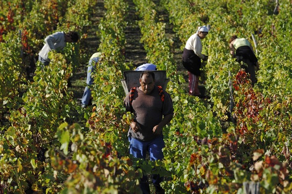 Les Côtes d’Auvergne, un vignoble en plein devenir