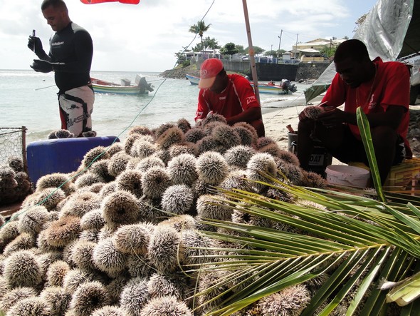 EXCEPTIONNEL: Les Oursins de Martinique au rendez-vous des Fêtes