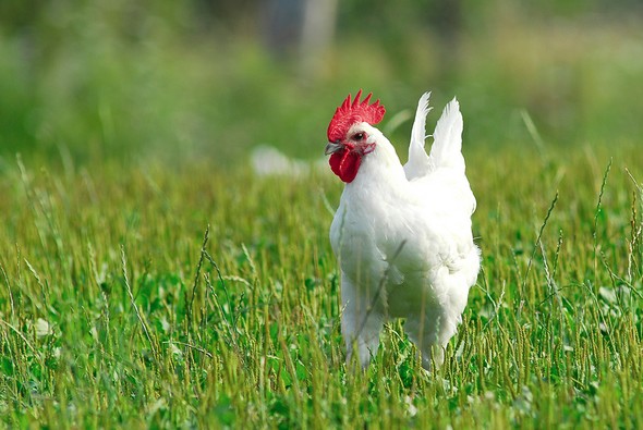 Poularde de Bresse : histoire et recette