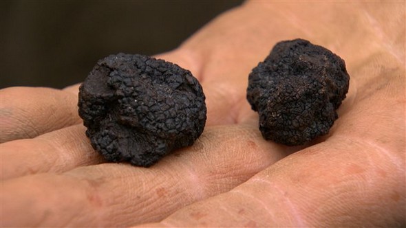 Truffes noires du Canada