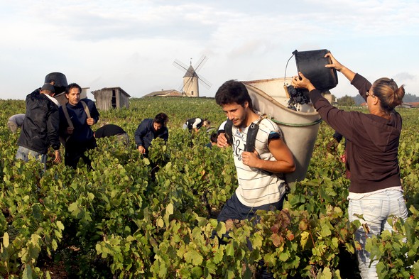 Beaujolais 2013 : Des vendanges tardives mais de qualité