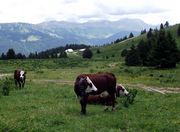 Alpage de la Combe des Villards. Quelques vaches paisibles de la race d'Abondance reconnaissable à leurs lunettes...©G.Conreur