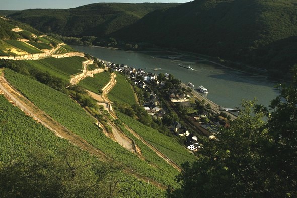 Le « Rheingau »: paysage grandiose et vins sublimes