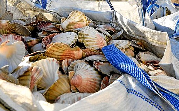 Les coquilles Saint-Jacques  nettoyées en Chine avant de revenir en Bretagne!