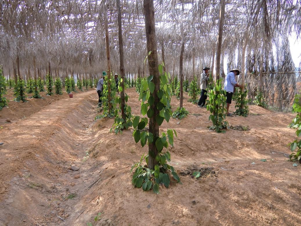 CIMG1697 Culture_poivre_ Kampot