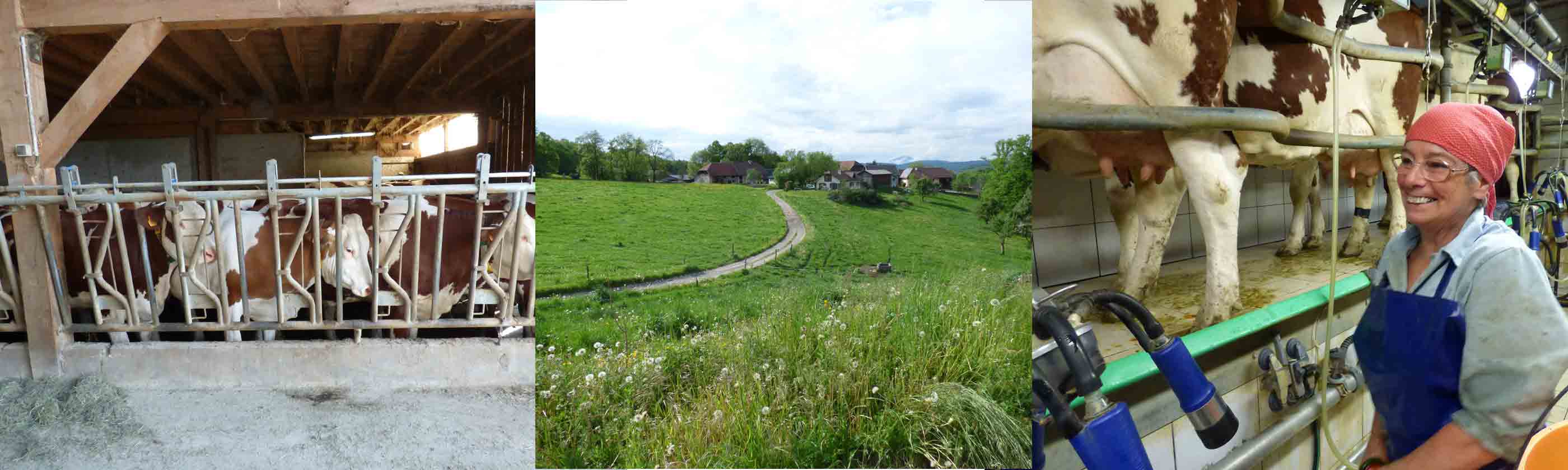 Traite quotidienne des vaches à Chavanod