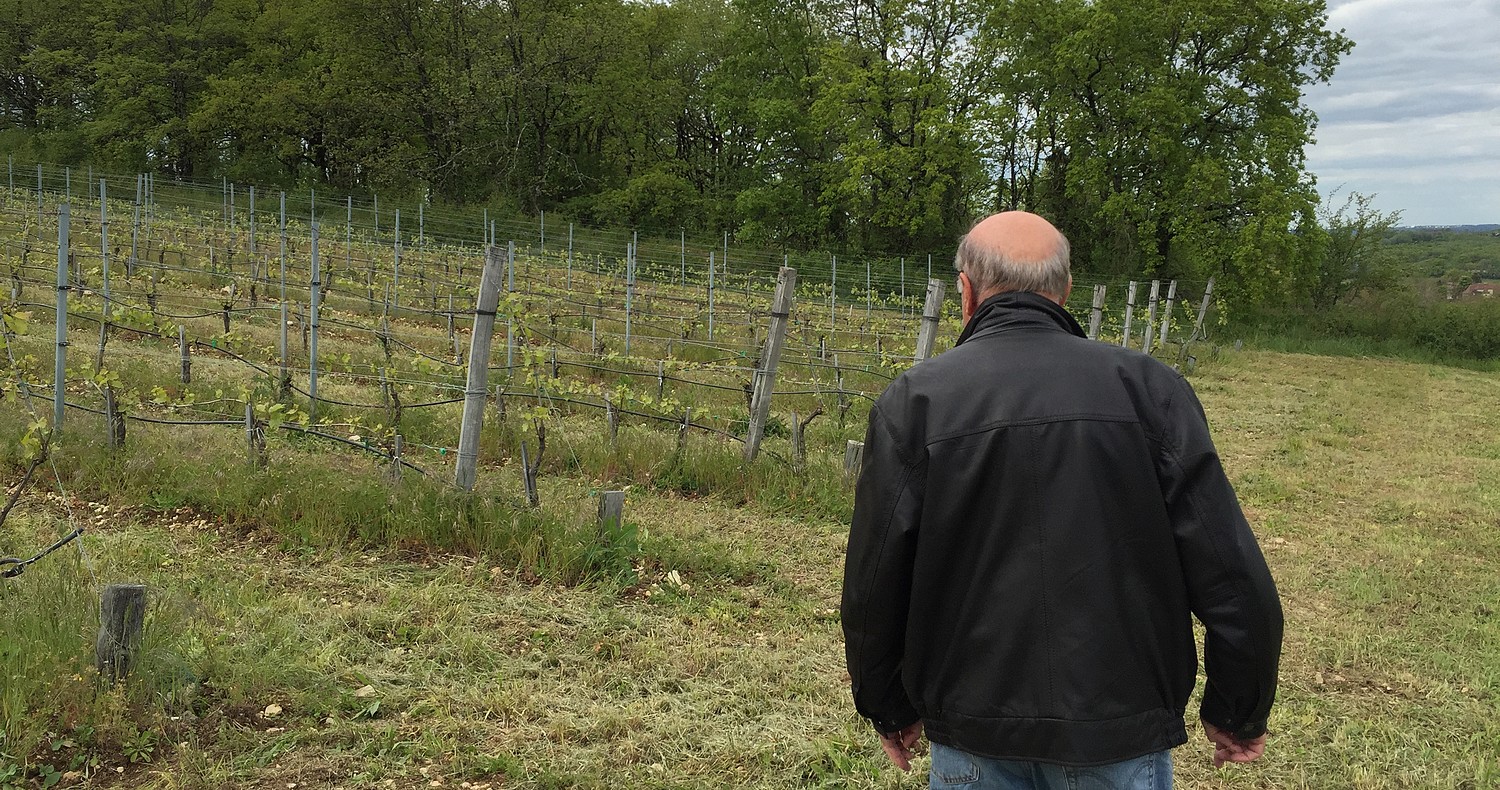 francis dans sa vigne