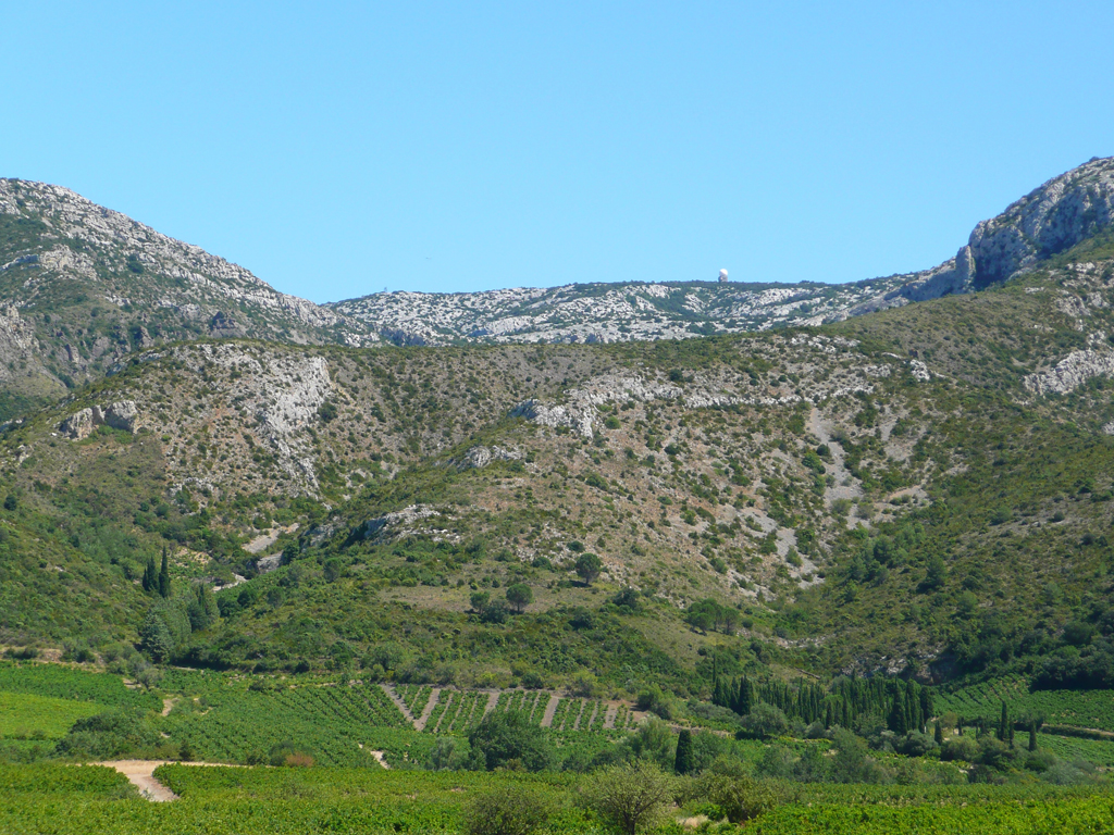 vignes garrigues