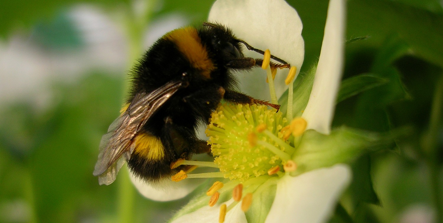 Bourdon sur fleur mini