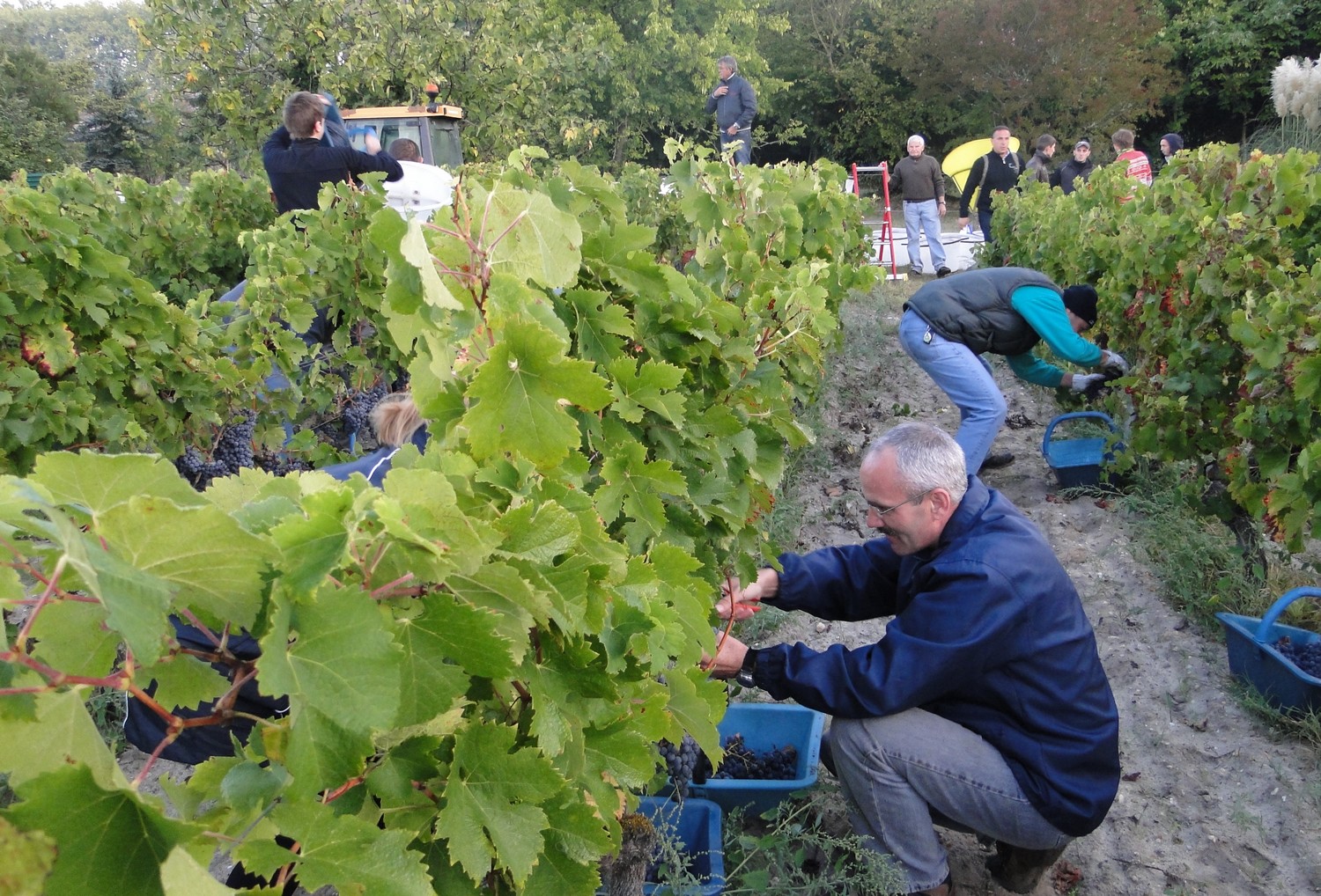 Vendanges Chateau Bardins 7