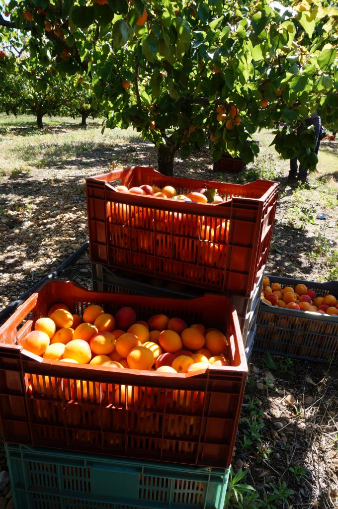 cagettes d'abricots