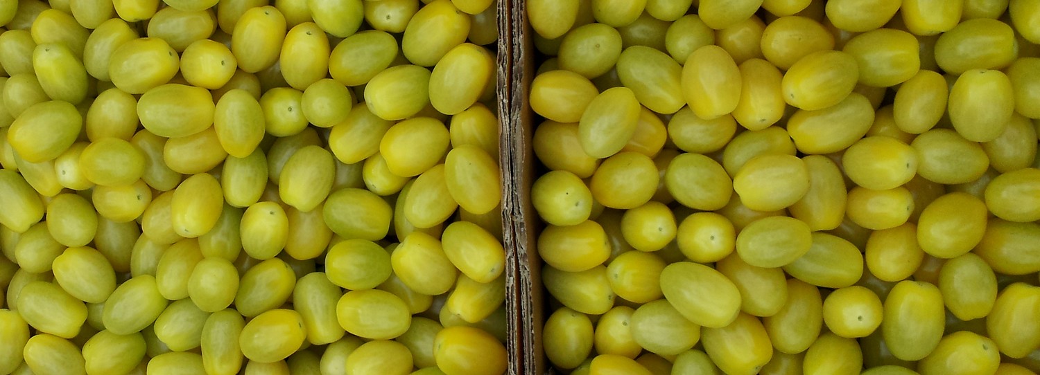 petites tomates jaunes