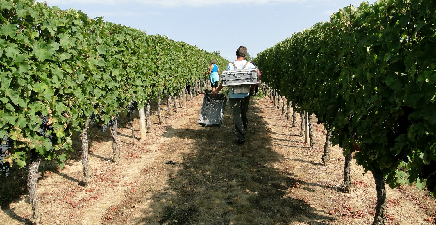 lhomme-du-rang-pour-le-cabernet-franc