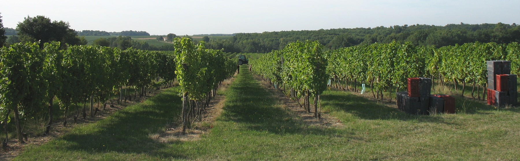 rangees-de-vignes