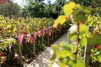 vendanges-montmartre