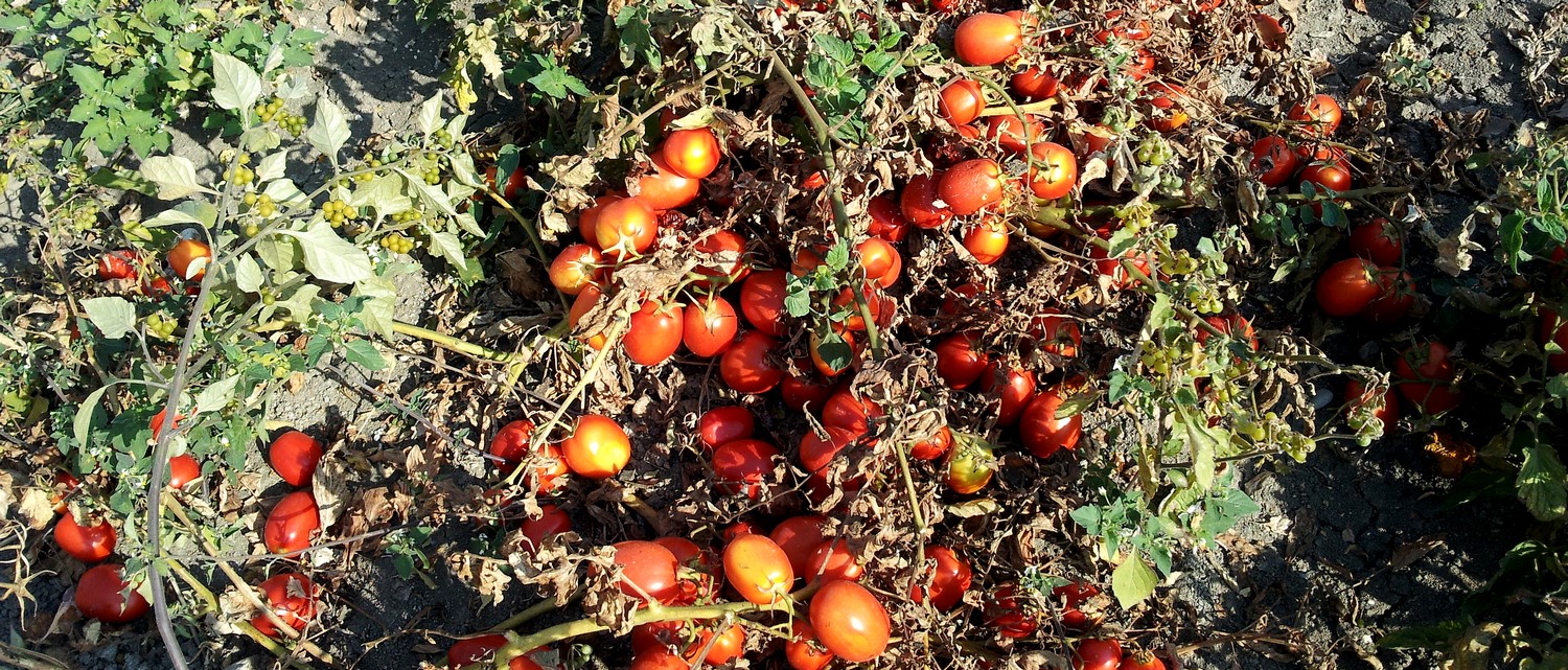 juste-avant-la-recolte-chez-les-soeurs-ponzi-les-tomates-de-plein-champ