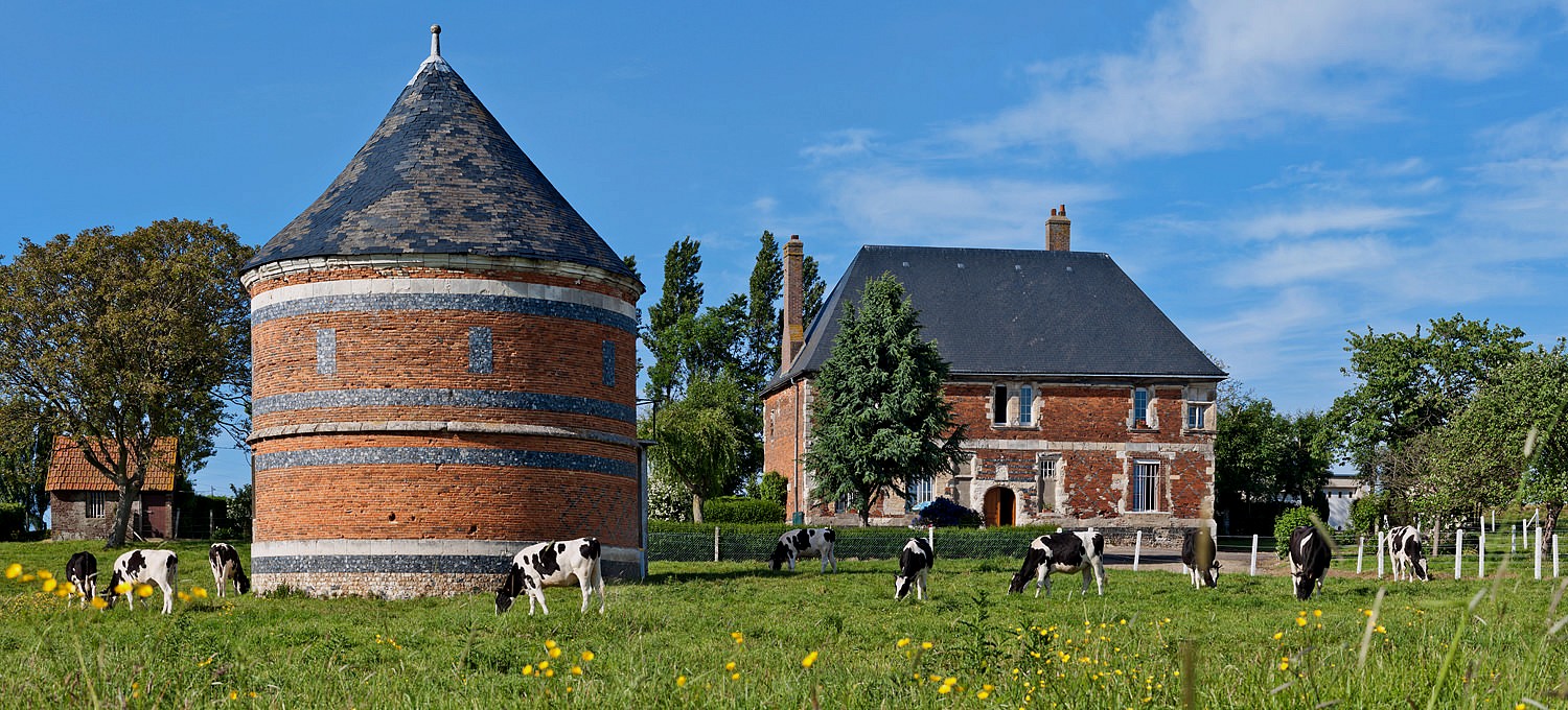 Manoir et colombier normands, vaches.