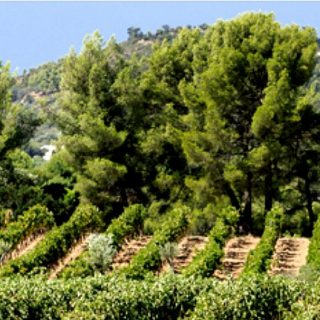 le vignoble de Figuière ©DR