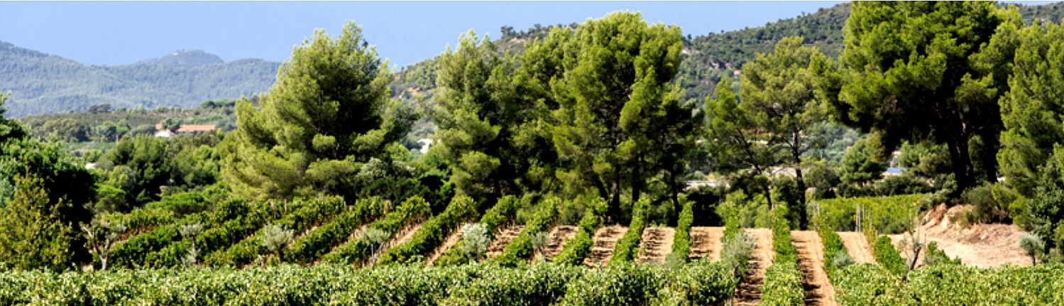 le vignoble de Figuière ©DR