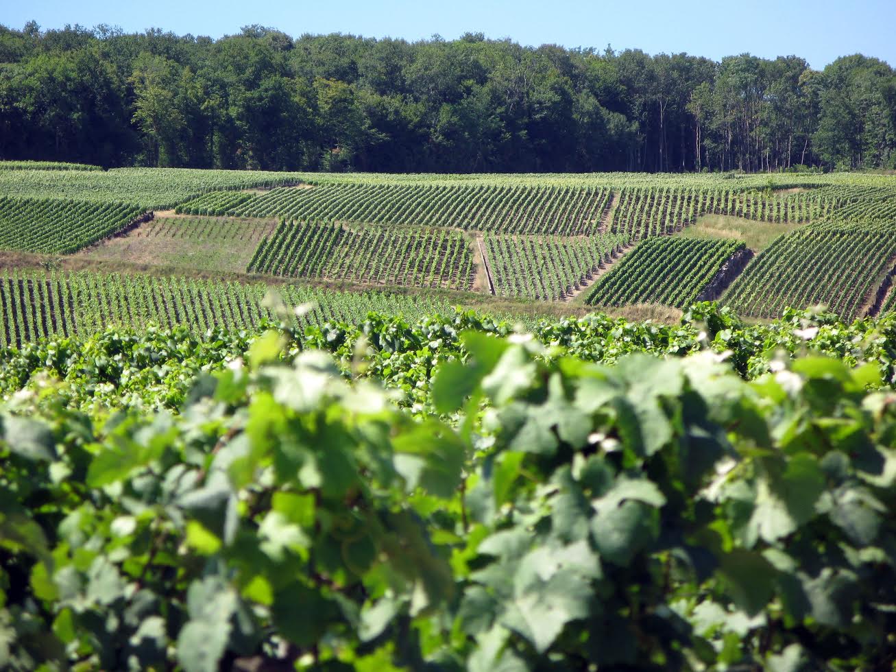 paysage vallée de la marne