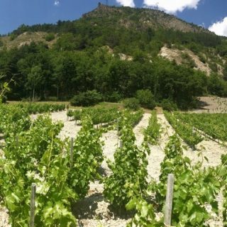 Vignoble Allemand home