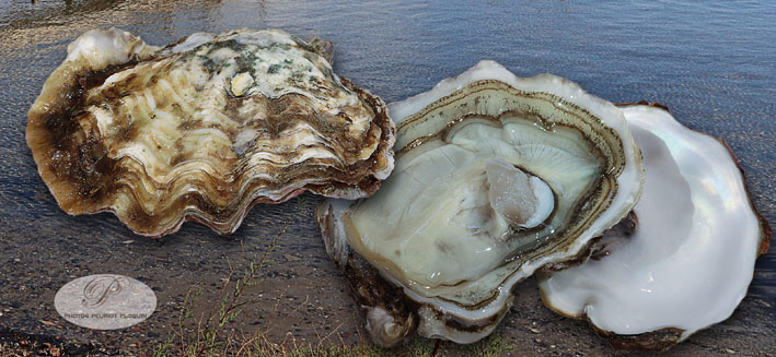 huîtres de Tarboudech