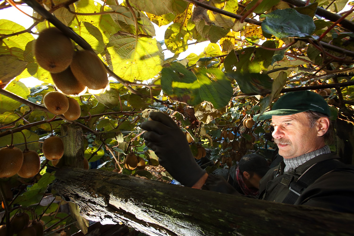 Kiwi homme qui recolte