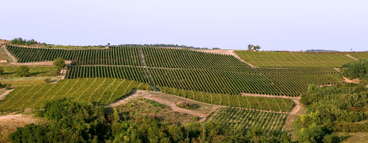 vignes du ©Domaine Bikicki