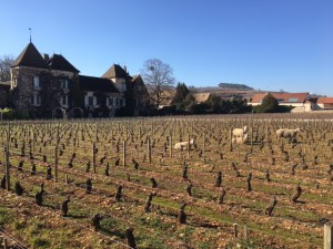 moutons bourgogne