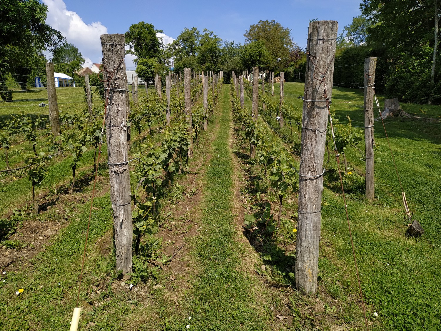 vignoble de Guerard ©DR