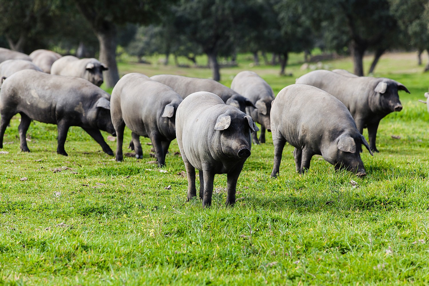 Group of Spanish Iberian pigs in the countryside.