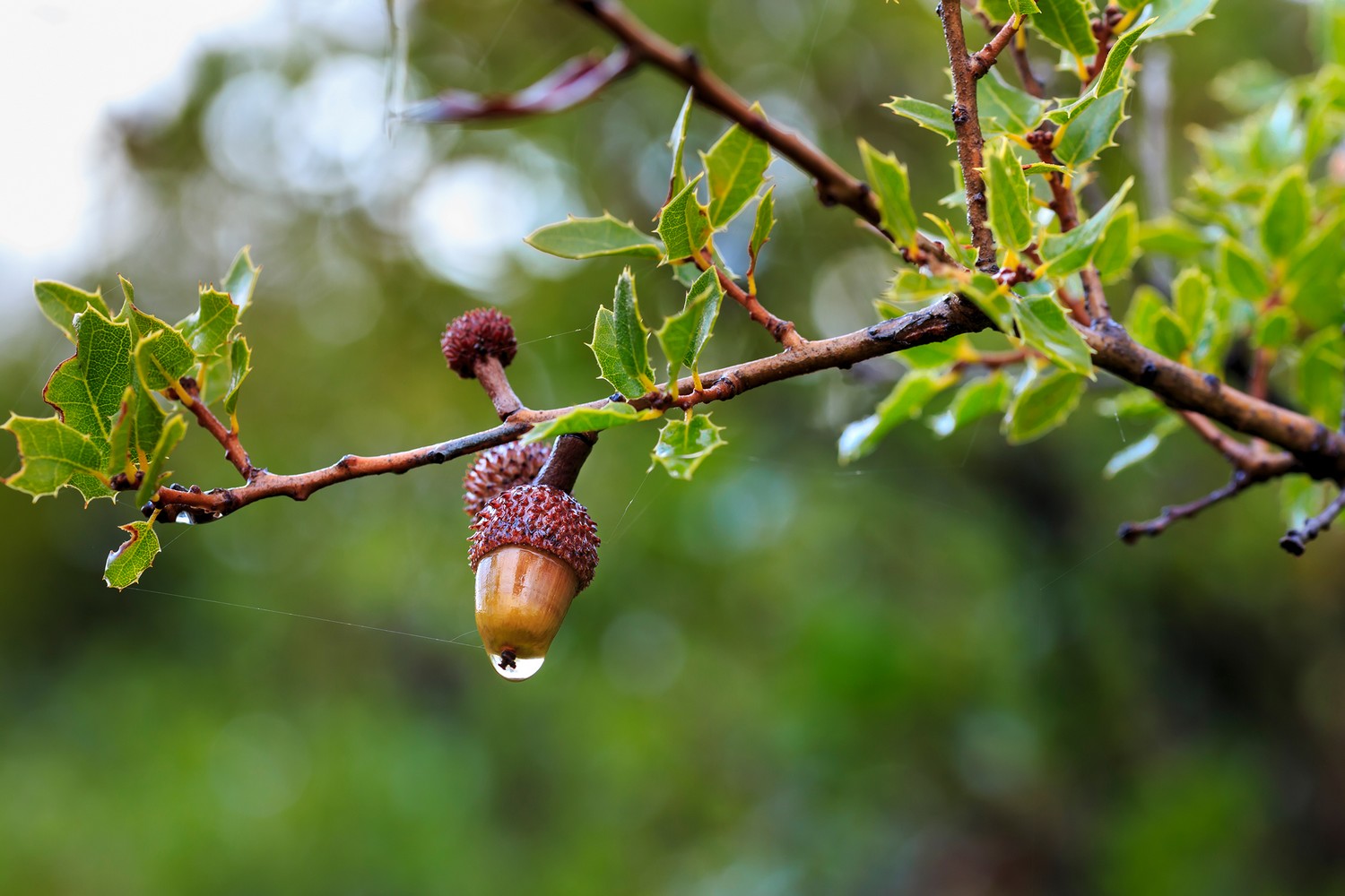 glands sur la branche