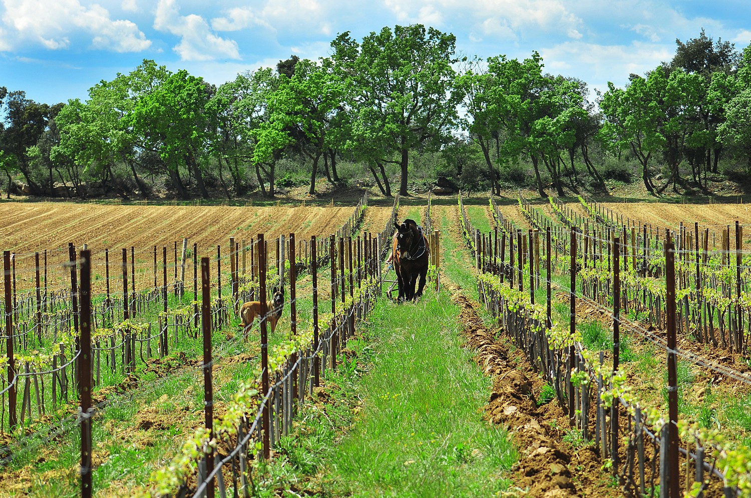 cheval et chien dans la vigne ©DR