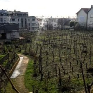 les vignes de suresnes ©DR