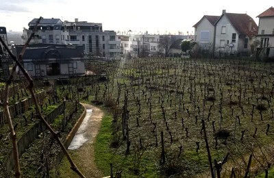 les vignes de suresnes ©DR