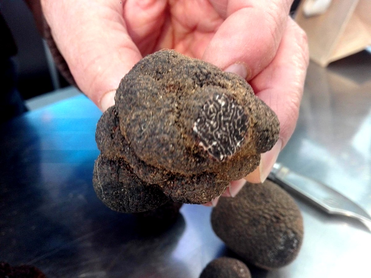 Truffe en mains ©I.Monrozier/laradiodugout.fr