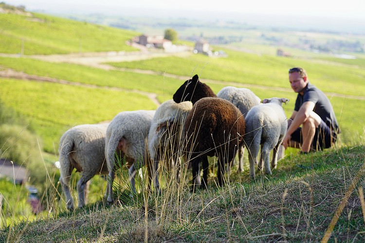 Les animaux du vignoble ©chateaudeponcie