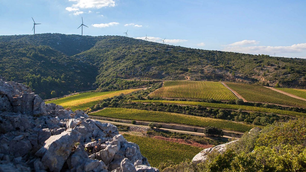 Vignes Château de Lastours ©DR