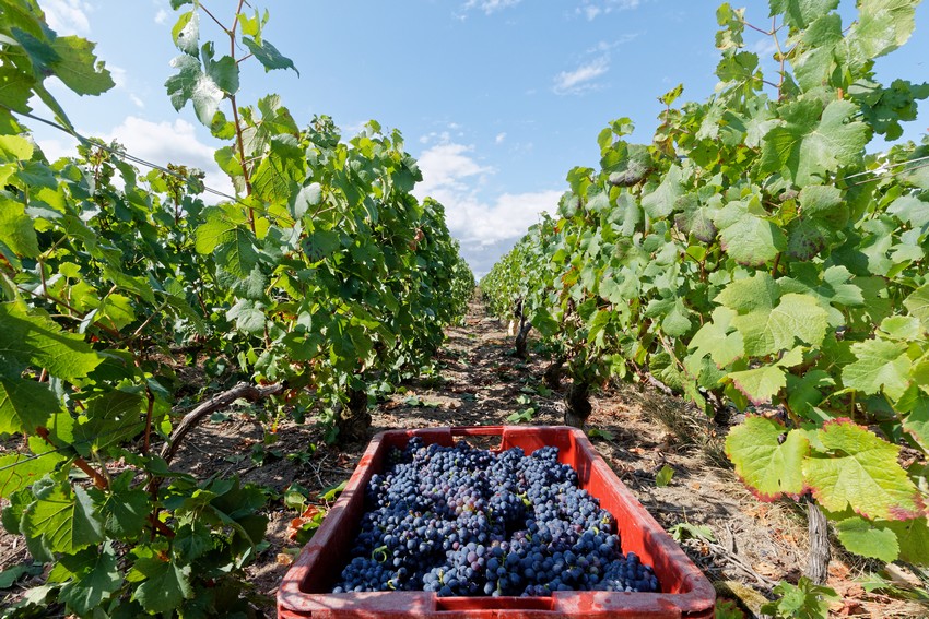 vendanges champagne ©DR