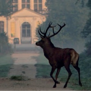 cerf chambord