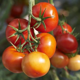 tomates jaunes et rouges gros plan home