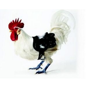 coq en selle